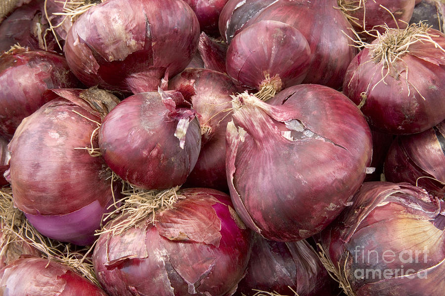 Harvested Red Onions Photograph by Inga Spence