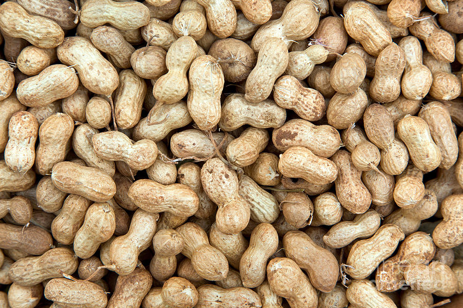 Harvested Spanish Peanuts Photograph by Inga Spence