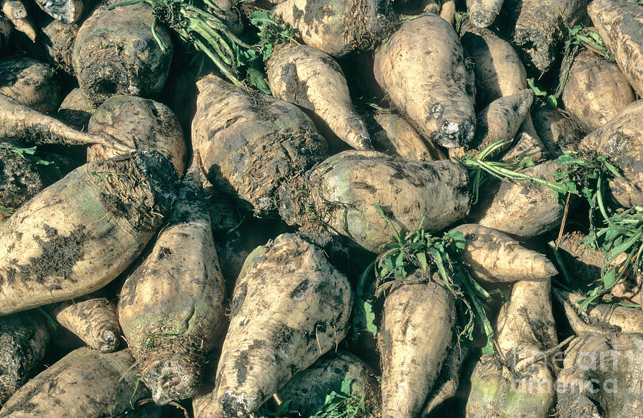 Harvested Sugar Beets Photograph by Inga Spence