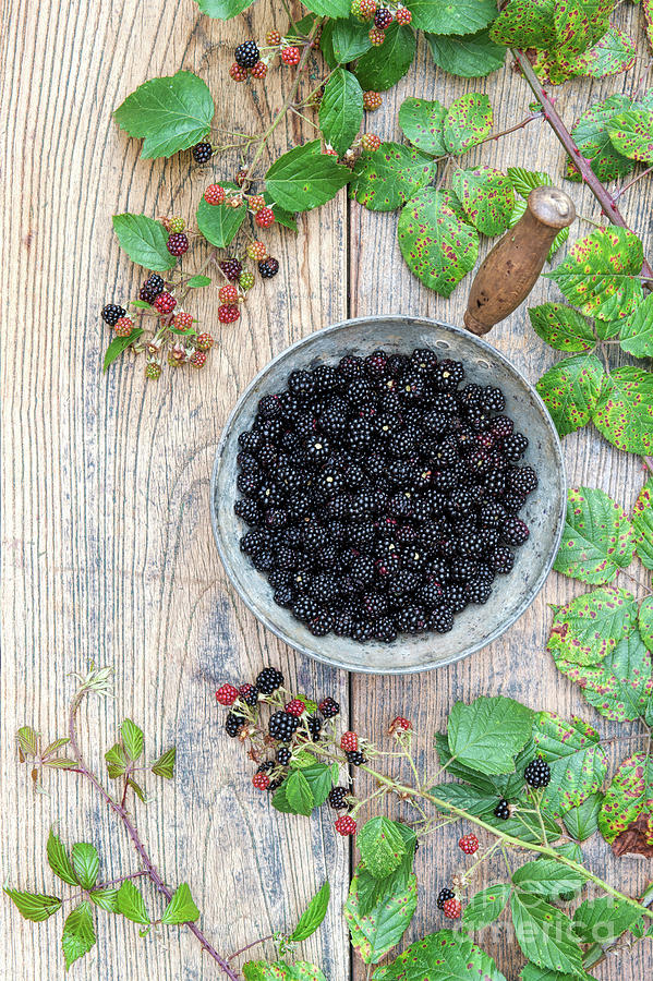 Harvested Wild Blackberries  Photograph by Tim Gainey
