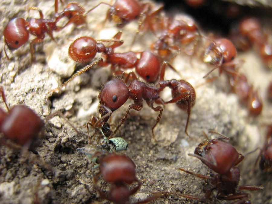 Harvester Ants 1 Photograph by Rebecca Shupp Pixels