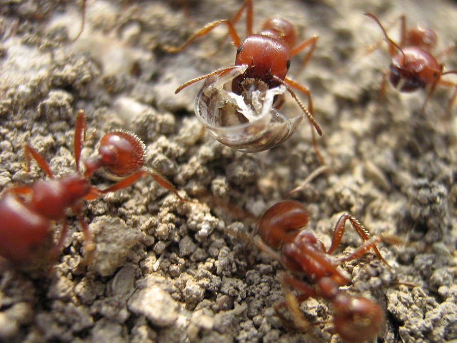 Ant Photograph - Harvester Ants 3 by Rebecca Shupp