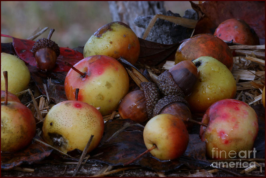 Nature Photograph - Harvesting Apples by Luv Photography