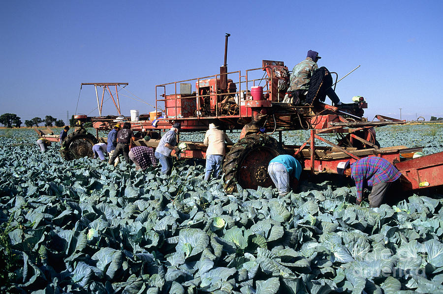Harvesting Cabbage Photograph by Inga Spence