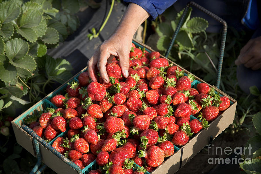Harvesting Chandler Strawberries Photograph by Inga Spence