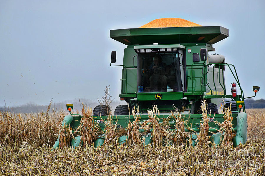 Harvesting Corn-II Photograph by Kathy M Krause
