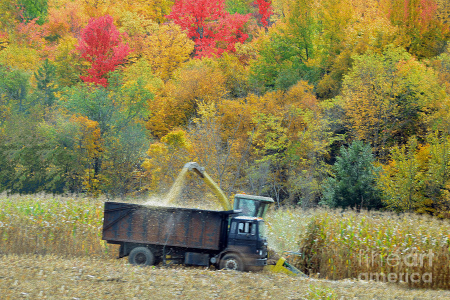 Harvesting Corn in Vermont Photograph by Catherine Sherman
