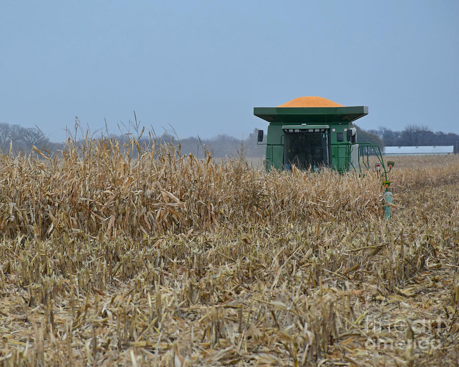 Harvesting Corn Photograph by Kathy M Krause