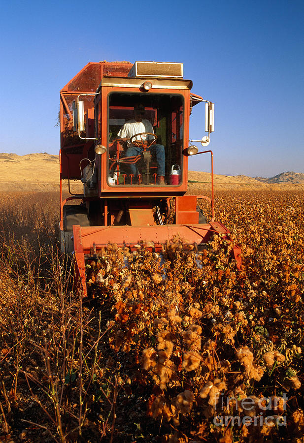 Harvesting Cotton Photograph by Inga Spence