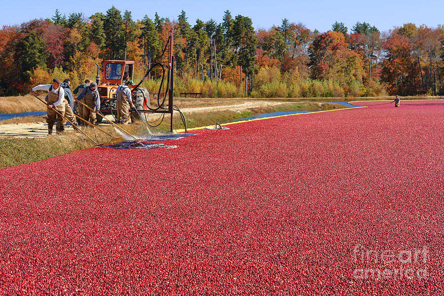 Fall Photograph - Harvesting Cranberries by Olivier Le Queinec