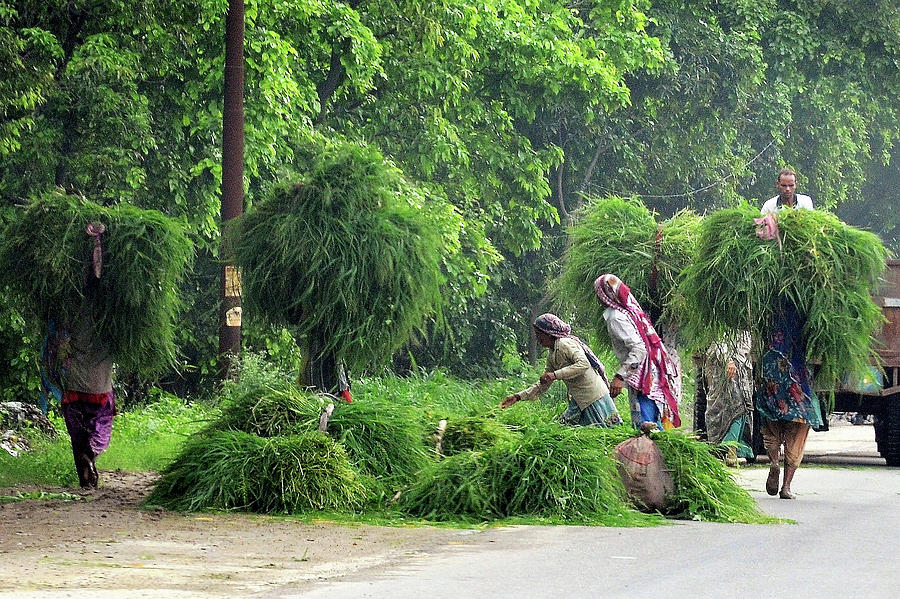 Harvesting Hay - India Photograph by Kim Bemis