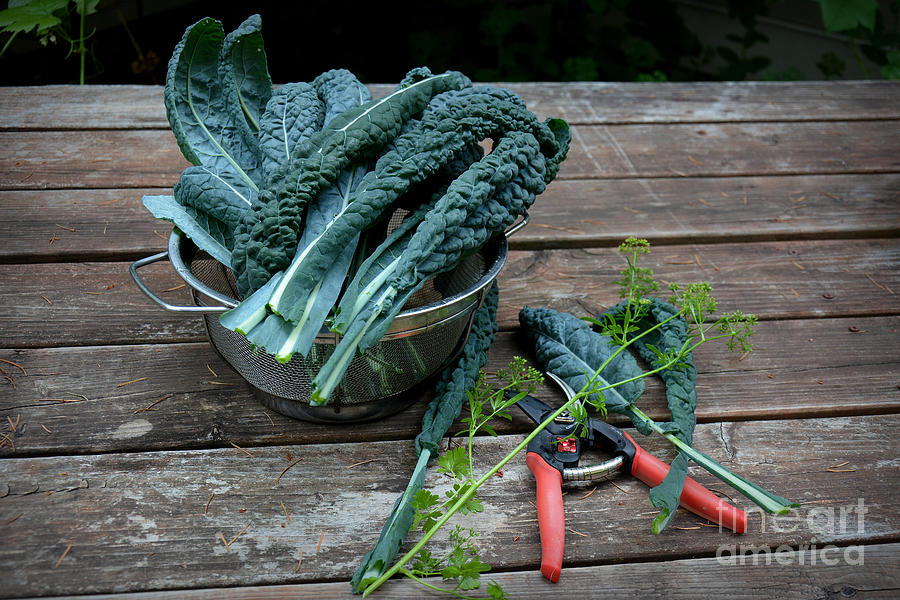 Harvesting Homegrown Kale Photograph by Tatyana Searcy