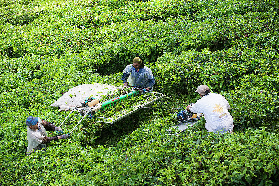Harvesting the Tea Leaves Photograph by Bill Cubitt