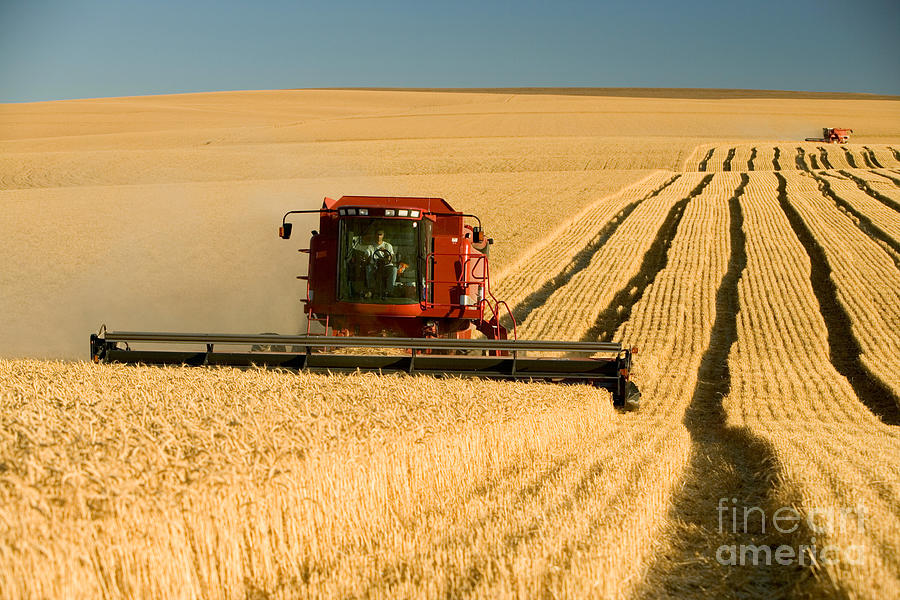 Harvesting Wheat Photograph by Inga Spence