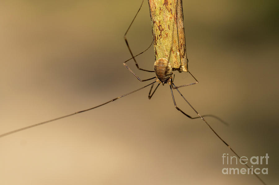 Harvestman spider - opilio canestrinii Photograph by Jivko Nakev