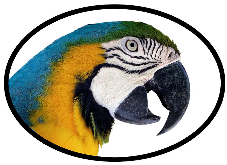 Parrot Photograph - Harvey 2 T-Shirt by Bob Slitzan