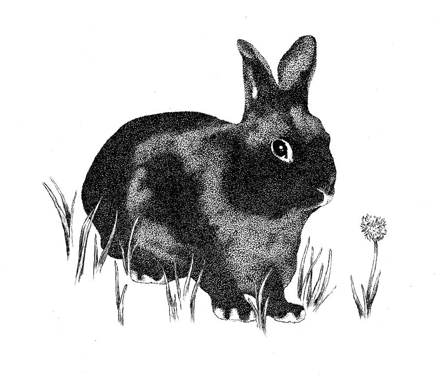 Rabbit Drawing - Hasenpfeffer by Robert Morin