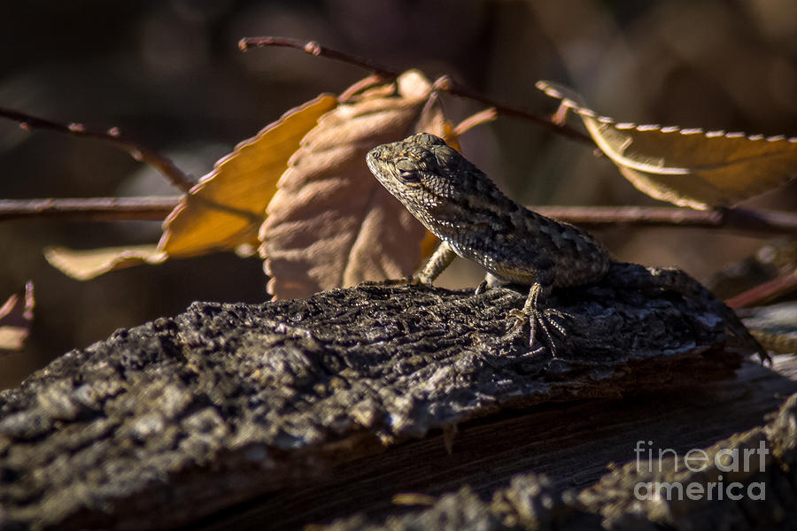 Nature Photograph - Hatchling out in November by Shawn Jeffries