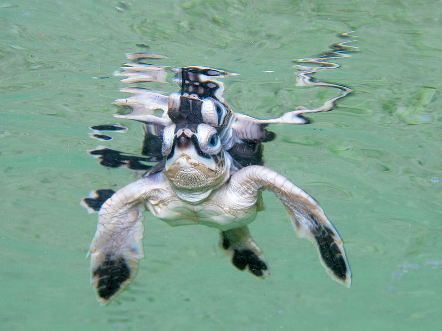 Hatchling Swim Photograph by John Coffey | Fine Art America