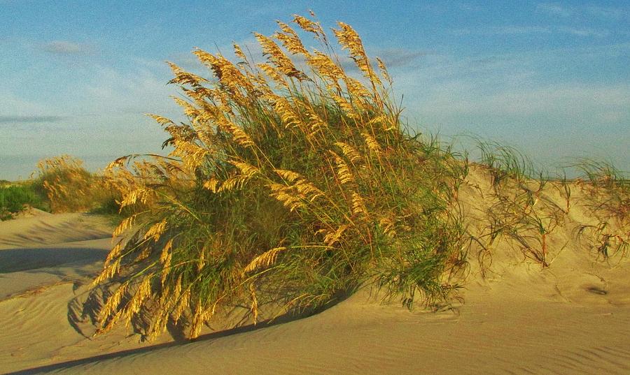 Hatteras Sea Oats and  Sand Dune Photograph by Thomas  McGuire