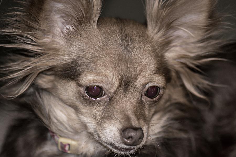 Chihuahua Photograph - Hattie--Foxy Chihuahua by Sherman Perry