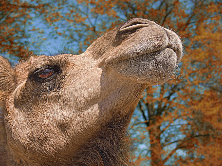 Haughty Camel Photograph by Mitch Spence