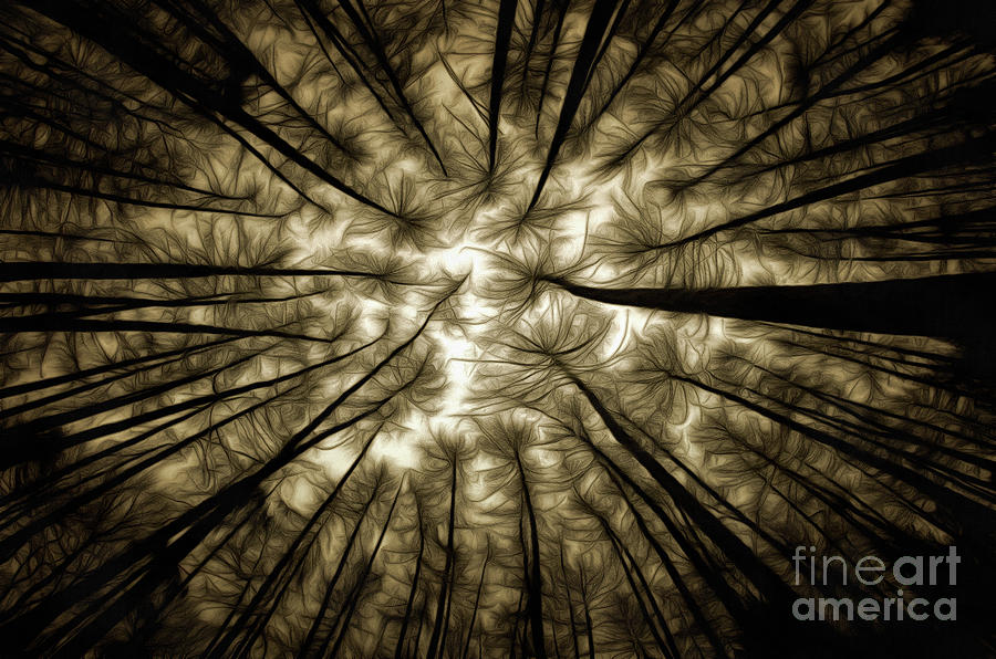 Haunted Forest Digital Art by Michal Boubin