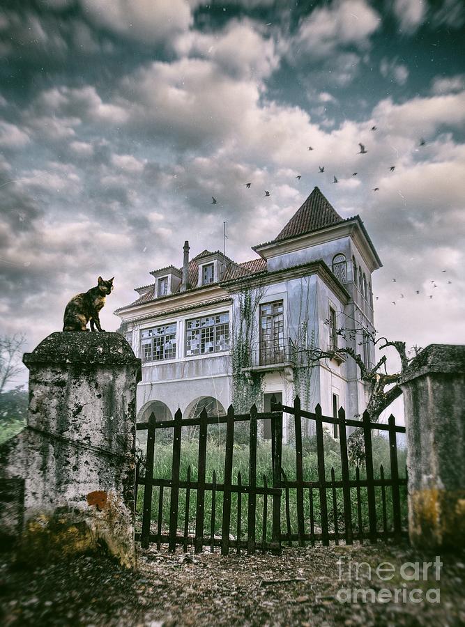 Vintage Photograph - Haunted House and a Cat by Carlos Caetano