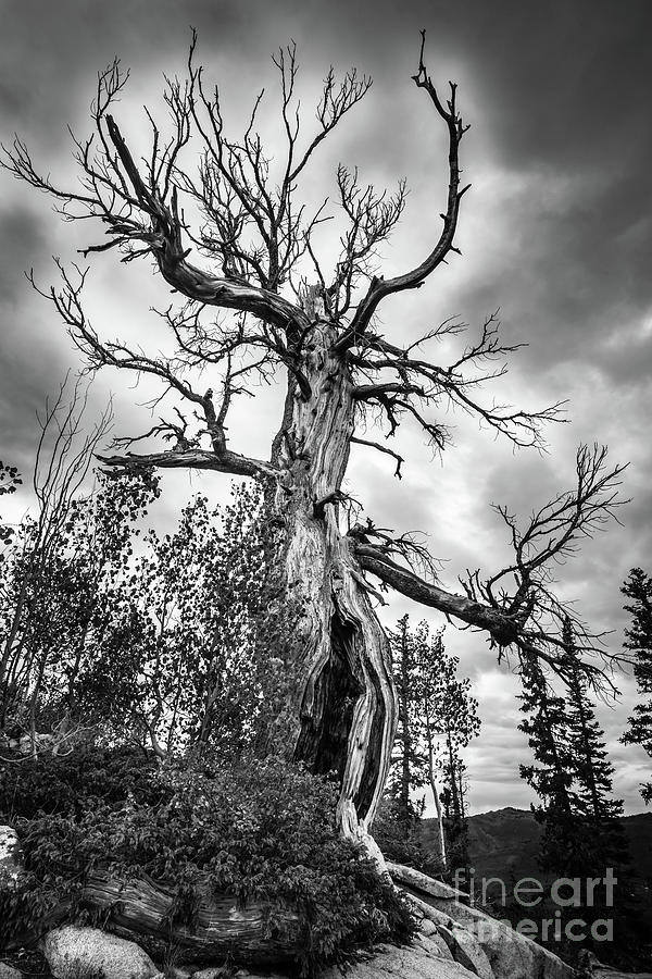 Haunted Old Tree in the Forest - Halloween Photograph by Gary Whitton
