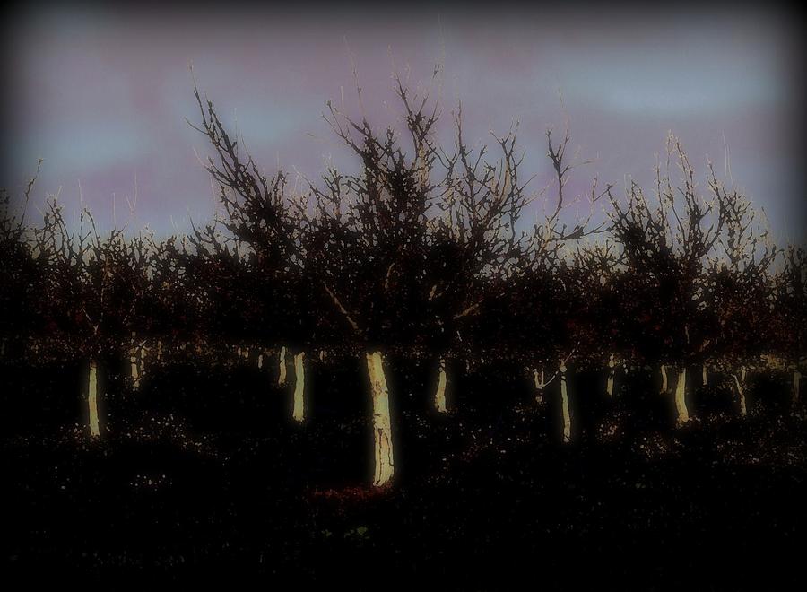 Haunted Orchard Photograph by Amy Neal