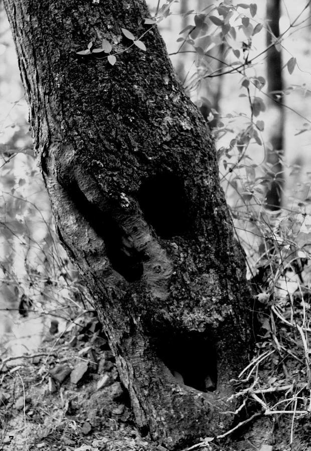 Haunted Tree Photograph by Jason Blalock