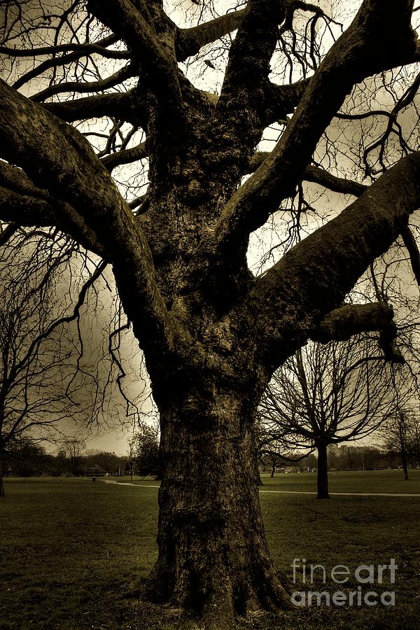 Haunted Tree Photograph by Vicki Spindler