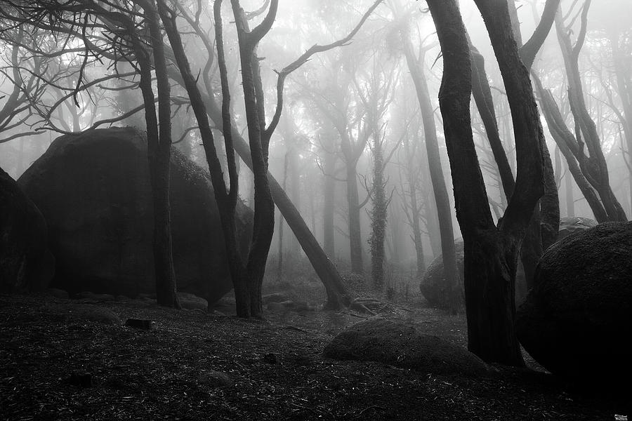 Haunted woods Photograph by Jorge Maia