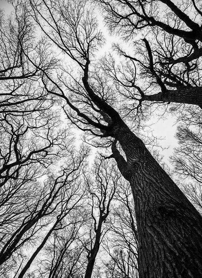 Haunted Woods Photograph by Martin Newman