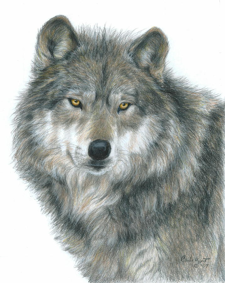 Wolves Drawing - Haunting Eyes by Carla Kurt
