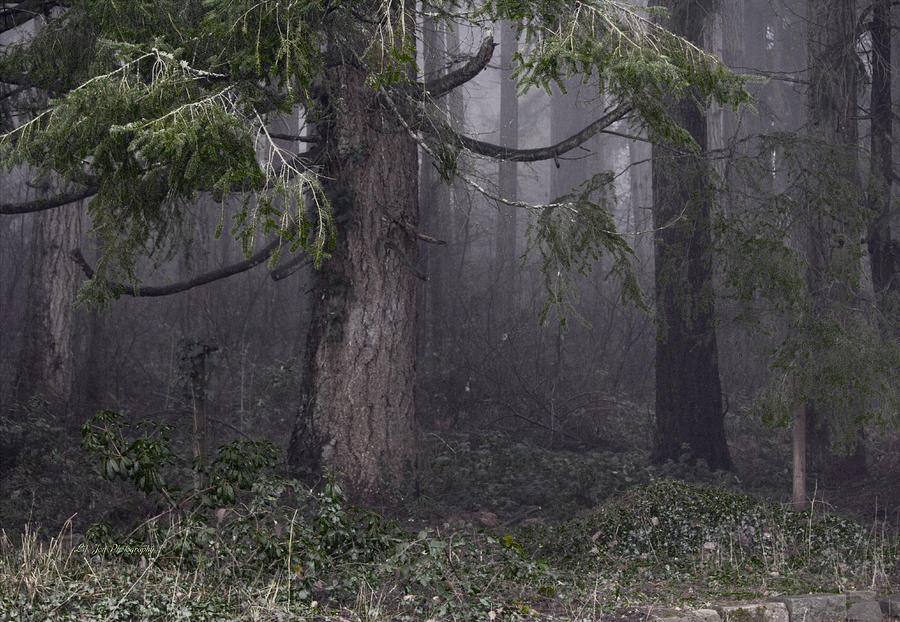 Haunting Forest Photograph by Jeanette C Landstrom