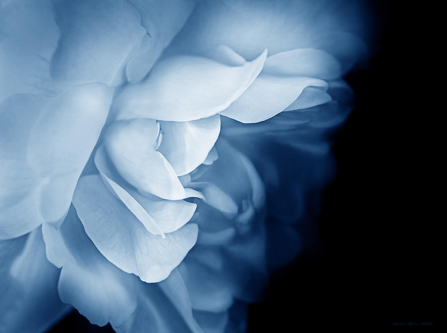 Haunting Rose Flower Blue Photograph by Jennie Marie Schell