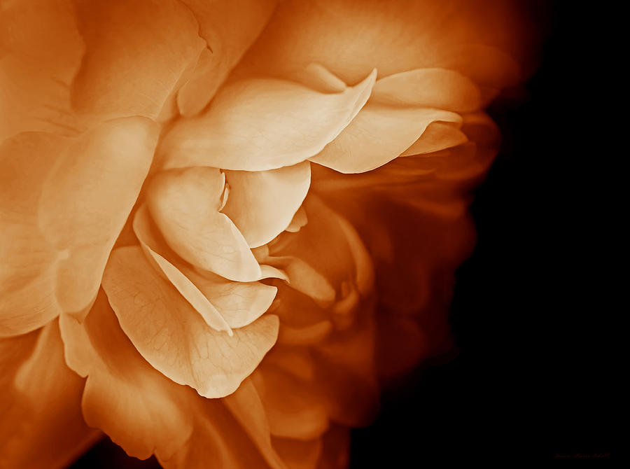 Nature Photograph - Haunting Rose Flower Orange by Jennie Marie Schell