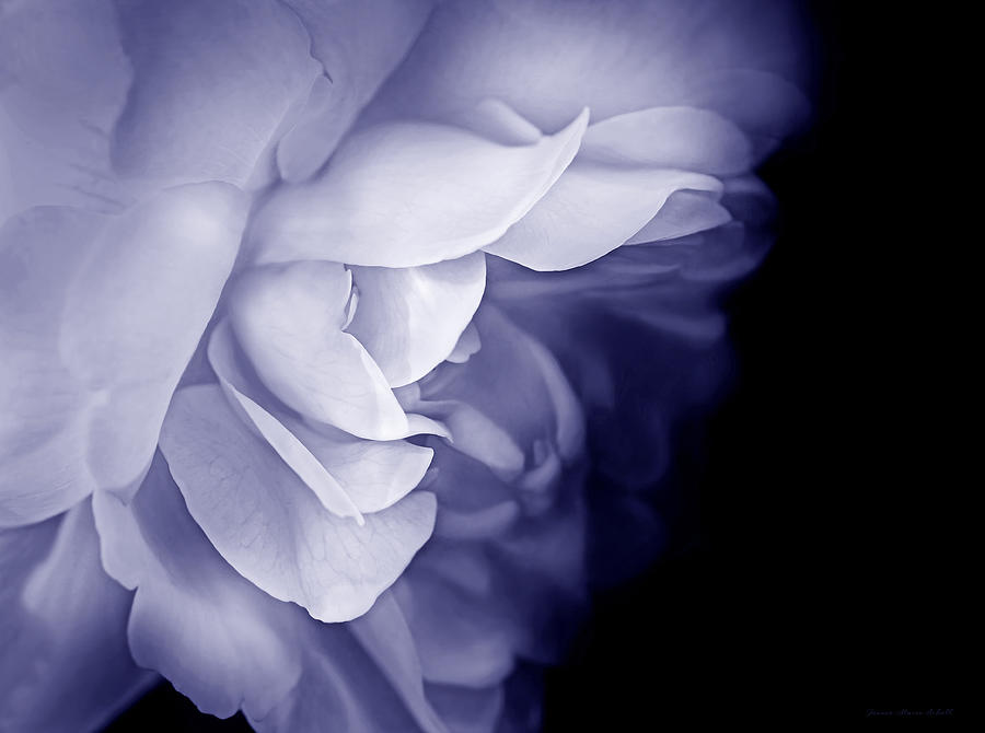 Haunting Rose Flower Purple Photograph by Jennie Marie Schell