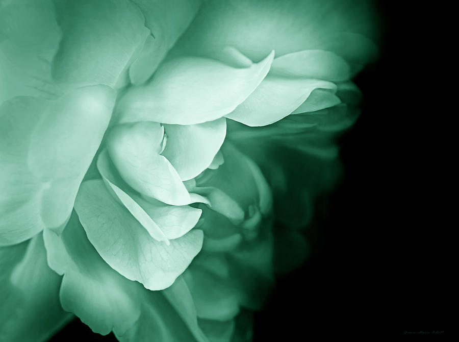 Haunting Rose Flower Teal Photograph by Jennie Marie Schell