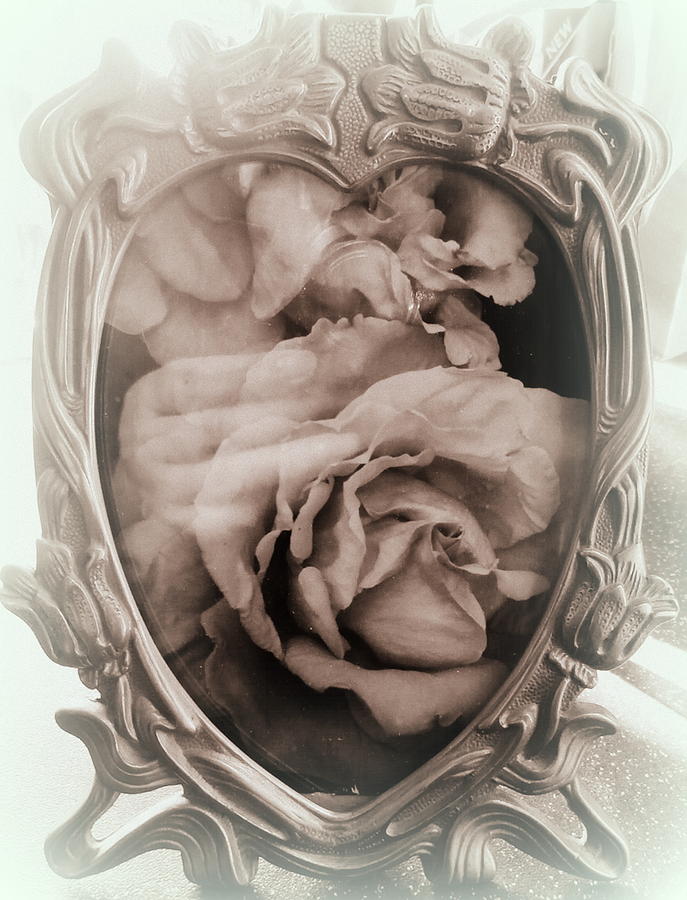 Haunting Roses Photograph