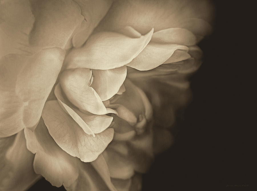 Vintage Photograph - Haunting Vintage Rose Flower by Jennie Marie Schell