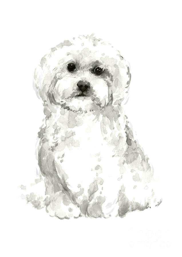 Maltese, Havanese Custom Dog Illustration, White Dog Art Print, Maltese watercolor painting Painting by Joanna Szmerdt