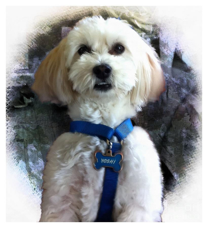 Havanese Dog with Texture Photograph by Barbara A Griffin