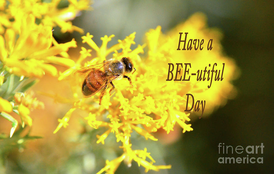 Have A Bee utiful Day Card Photograph by Debby Pueschel