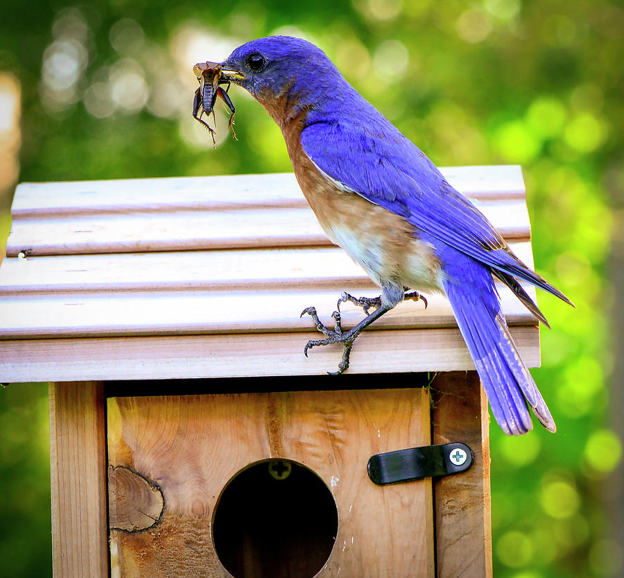 Bluebird Photograph - Have a Little Cricket for Breakfast by Phil And Karen Rispin