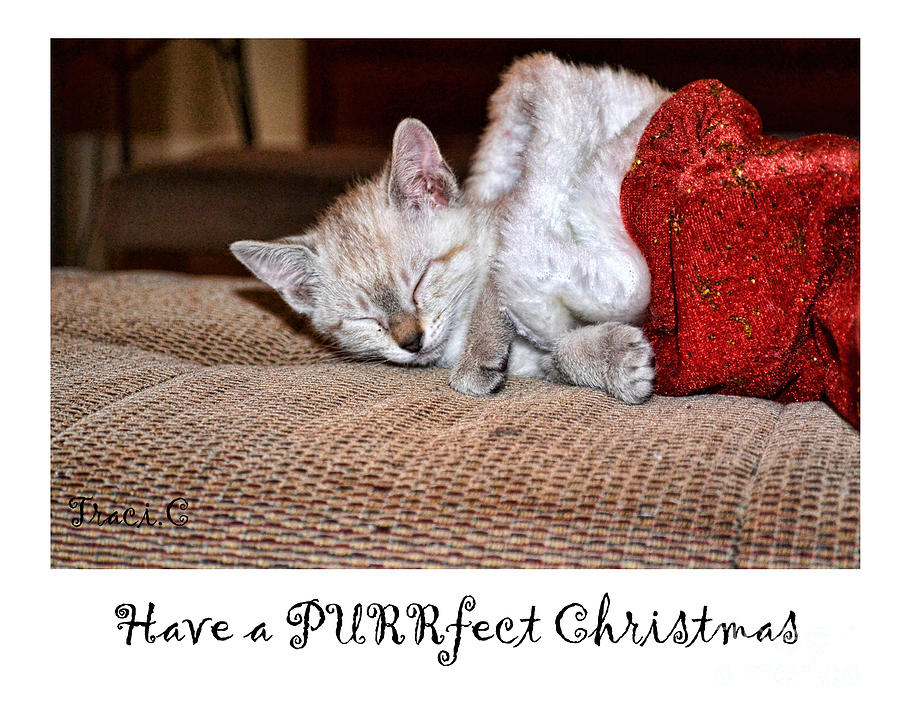 Have a Purrfect Christmas Photograph by Traci Cottingham