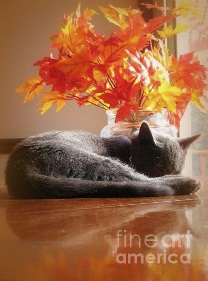Have A Restful Thanksgiving Photograph by Jennifer E Doll