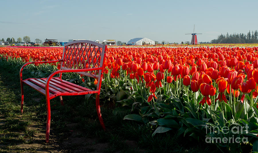 Have A Seat And Enjoy The Beauty Photograph by Nick Boren