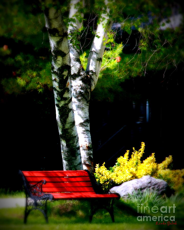 Tree Photograph - Have a Seat by Linda Galok